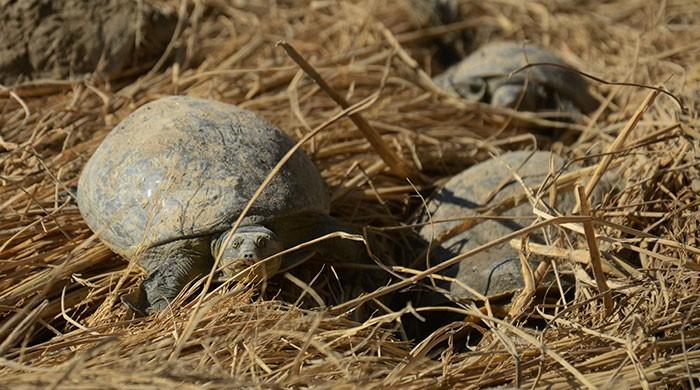 Indian police rescue 6,000 turtles in ‘largest’ haul