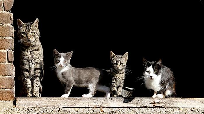 Hundreds of cats quarantined in New York City bird flu outbreak