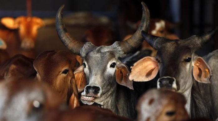 Cow only animal to inhale and exhale oxygen: Indian minister