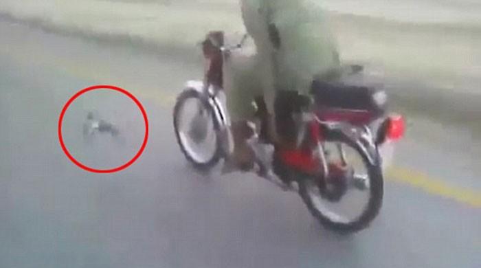 Video: Motorcyclist teaches his pet pigeon to fly alongside him