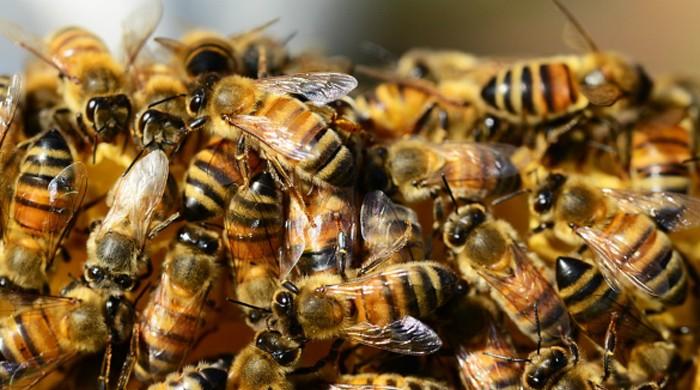 Bees, wasp stings are more dangerous than snake bites: Study