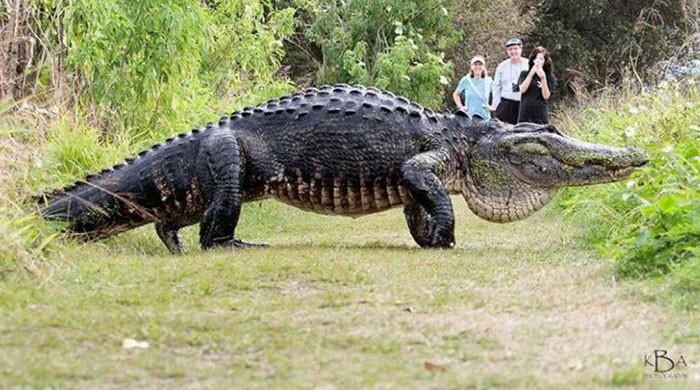 Giant alligator caught on camera is a real deal