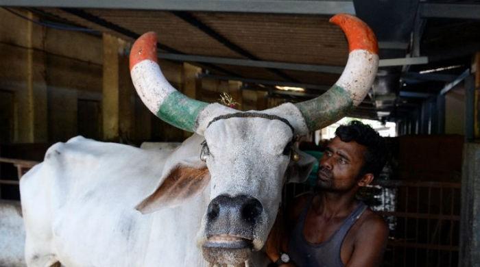 India´s top court says no to national ban on cow slaughter