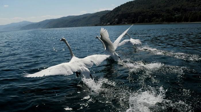 Macedonians send out SOS from Europe's oldest lake