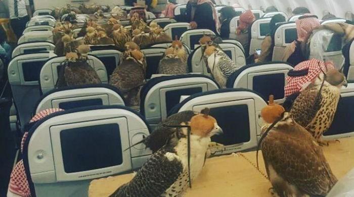 Birds on a plane: Saudi prince buys air tickets for 80 falcons