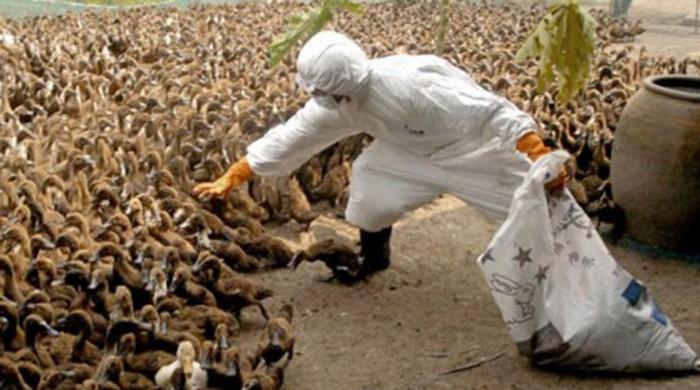 Czechs cull up to 20,000 poultry as bird flu outbreak spreads