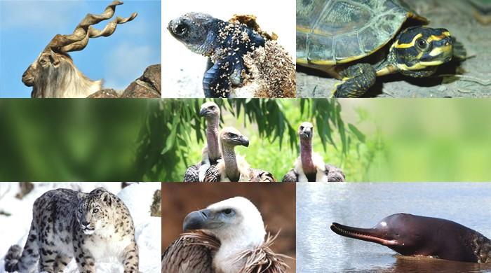 Animals that help save the planet at risk in Pakistan