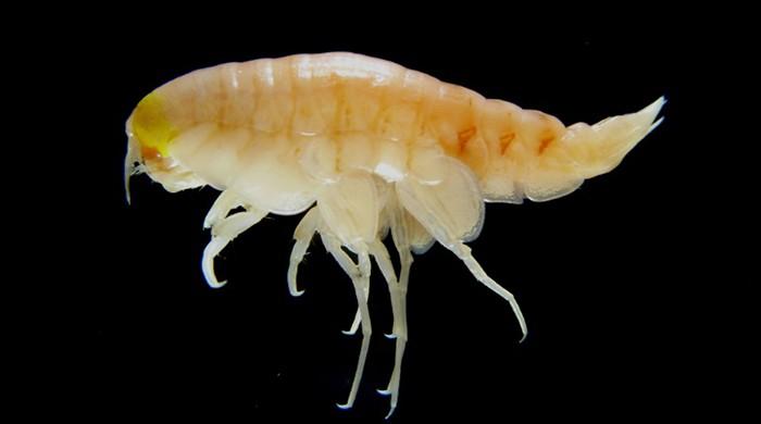 Pollution even in Earth's farthest reaches: ocean study