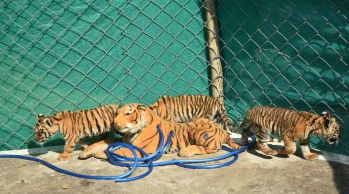 Stuffed tiger helps three cubs regain health in India