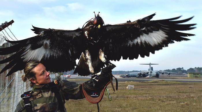 Born killers: French army grooms eagles to down drones