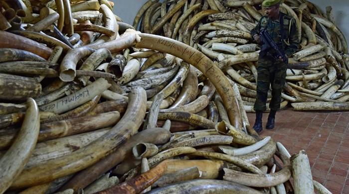 Gabon's forest elephants slain for ivory at alarming rate