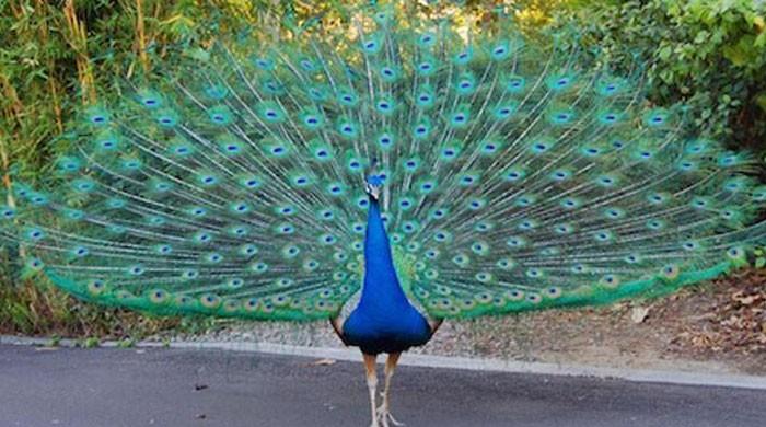 25 peacocks die in a week in Tharparkar due to Ranikhet