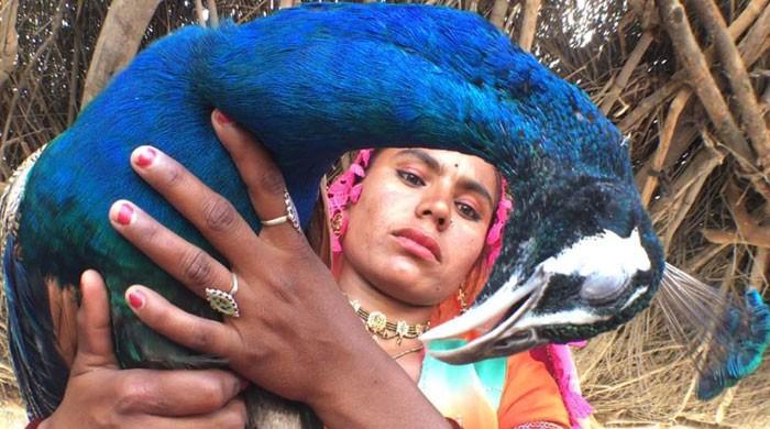 Marvi of Thar sings for her peacock to come to life Marvi of Thar sings for her peacock to come to life