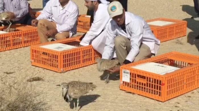 1,040 captive-bred Houbara to be released in Punjab 1,040 captive-bred Houbara to be released in Punjab