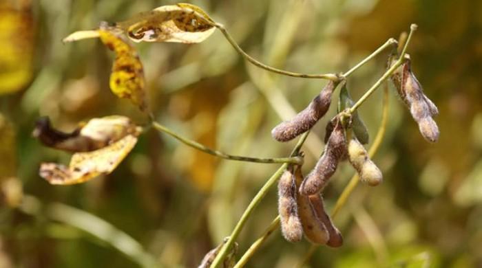 Soy tied to longer life after breast cancer
