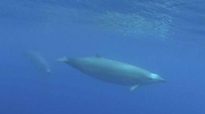 Rare beaked whale captured on video for first time