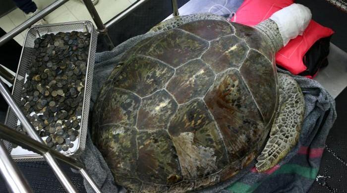 Hoard of coins extracted from sea turtle