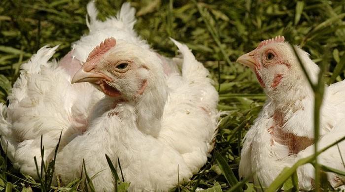 Antibiotic-free meat gets a foothold in US