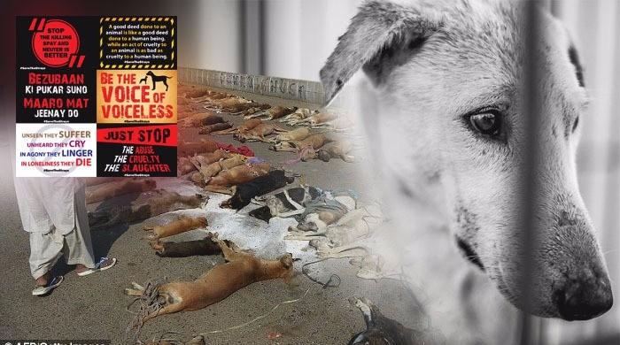 Animal-lovers to protest dog culling at Karachi Press Club today