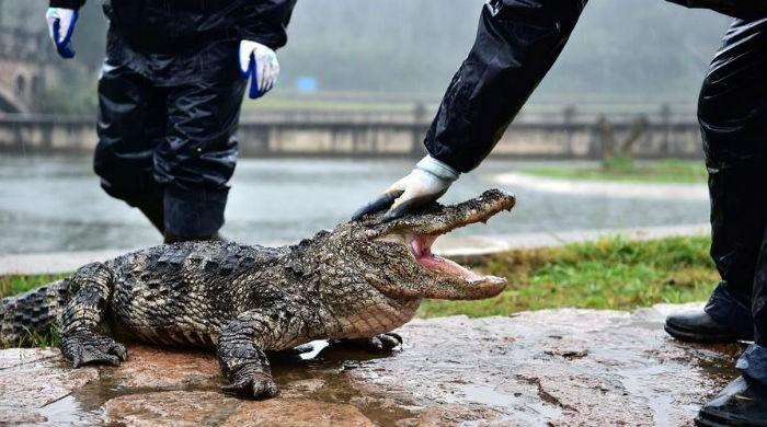 13,000 alligators wake up for spring in China