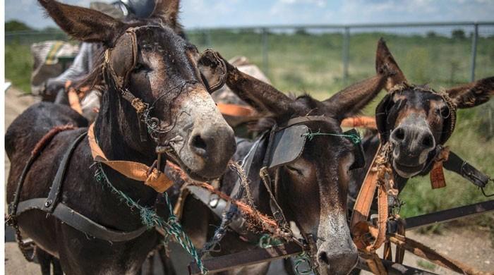China´s demand for medicine fuels African donkey slaughter