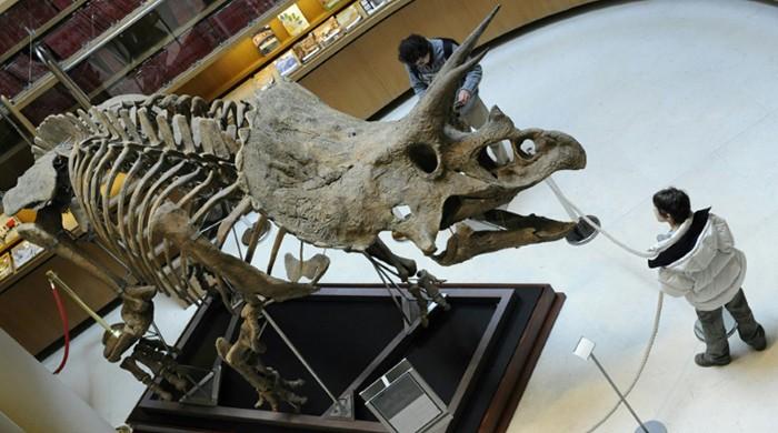 Scientists uproot dinosaur family tree