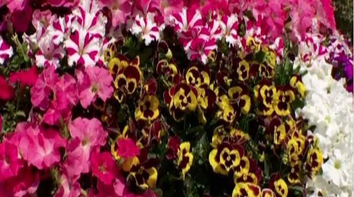Flowers galore as Lahore welcomes spring