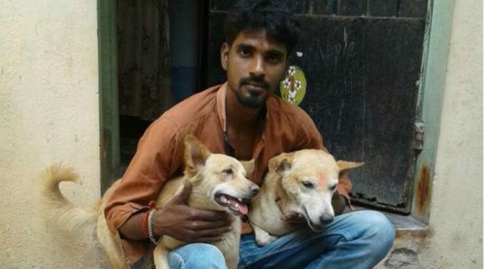 Two stray dogs help chase down criminal in India