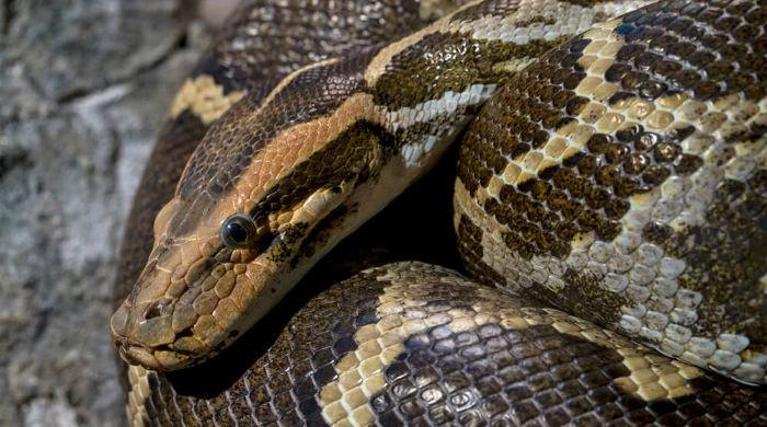 Indonesian man found dead inside giant python