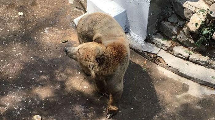 Sindh government plans to redesign Karachi Zoo