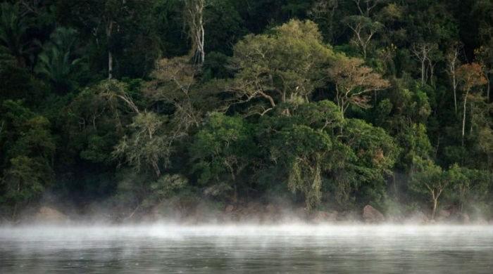 First world survey finds 9,600 tree species risk extinction