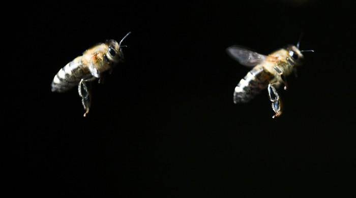 Bees can see much better than thought: scientists