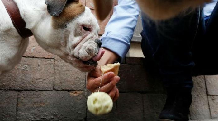 Doggy ice cream has tails wagging in Mexico City