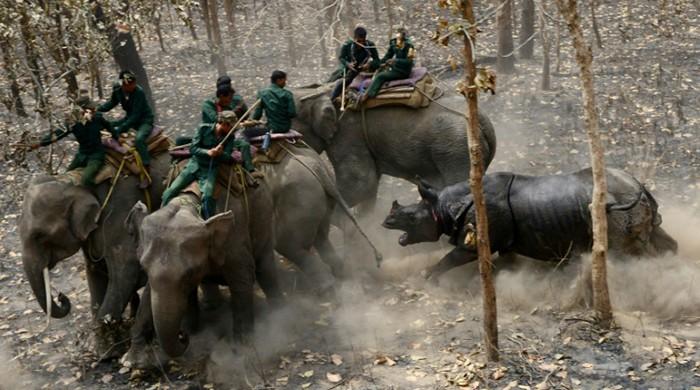Nepal's rhinos on road to recovery with cross-country move