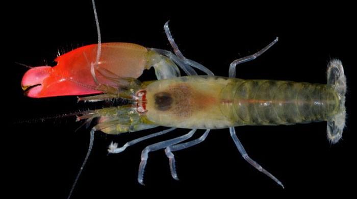 New sonic blast shrimp named after Pink Floyd
