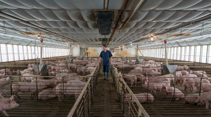 Smithfield makes move on market for pig-human transplants