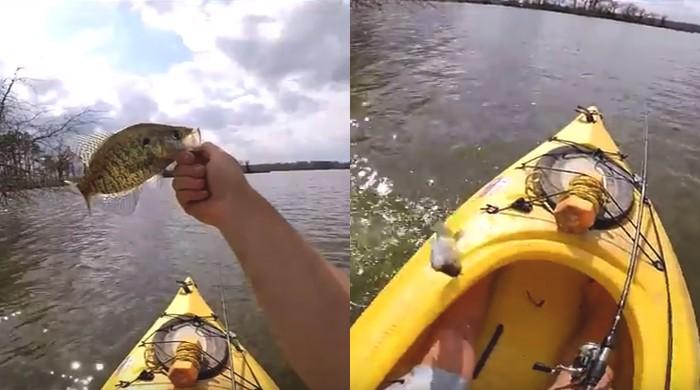 Clingy fish leaps back into boat to fisherman’s surprise!