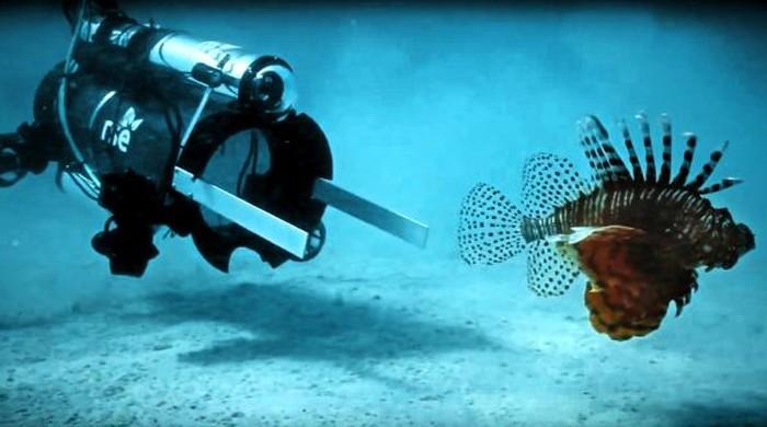 Robots, chefs hope to bring invasive lion fish to restaurants near you