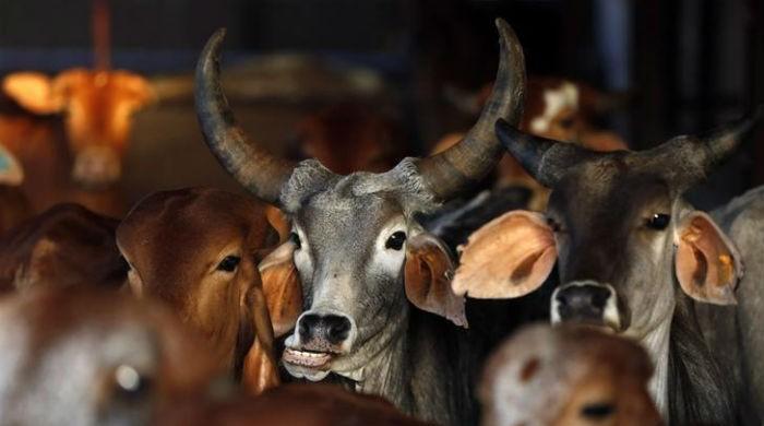 Three men attacked in Indian capital for transporting cattle
