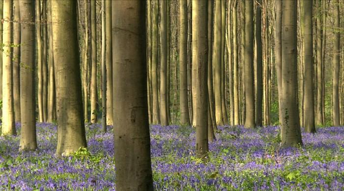 Belgium's 'fairytale' bluebell forest victim of own beauty