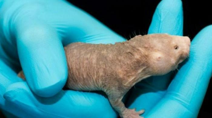Naked mole rats can stop using oxygen to survive