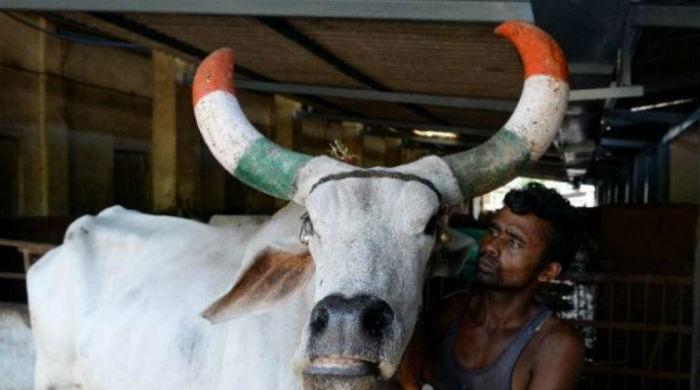 India plans to tag millions of cows with details like age, breed, horn type