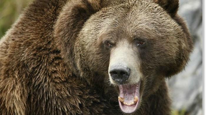Bear bites off Palestinian boy's arm in West Bank zoo