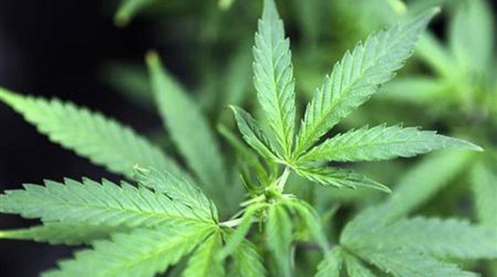 Where medical marijuana is legal, illegal use climbs