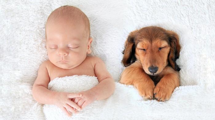 Can puppies protect babies from allergies and obesity?