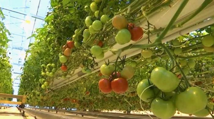 Coldest city can now grow tomatoes all year round