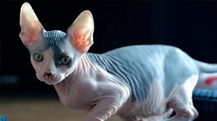 'Shaving Cats!!??' Virginia police probe seven pet abductions