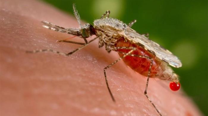 Malaria, wiped out in US, still plagues American travelers