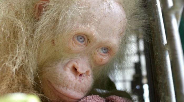 Rare albino orangutan rescued on Borneo island