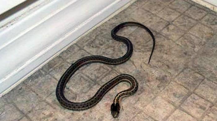 Snake slithers into the house of the guy filming it